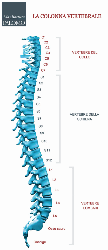 Vertebre colonna vertebrale