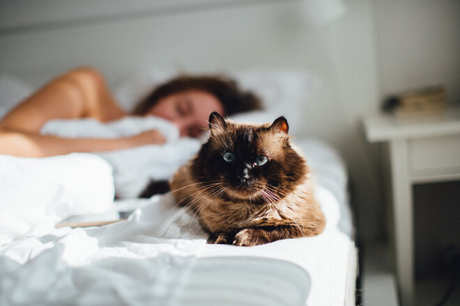 Dormire con animali domestici: sei anche tu uno di questi?