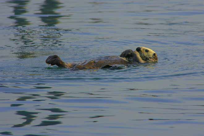 A galla… come una lontra!