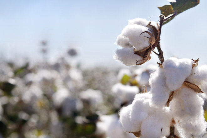 Arriva l’estate: è tempo di cotone! Scopri i nostri materassi!