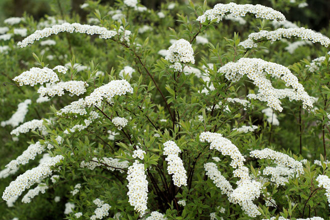 Tisane rilassanti per dormire al Biancospino