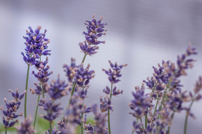 Tisane rilassanti per dormire lavanda