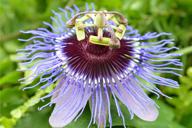 Tisane rilassanti per dormire alla Passiflora.