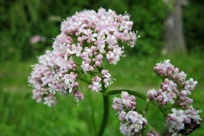 Tisane rilassanti per dormire alla Valeriana