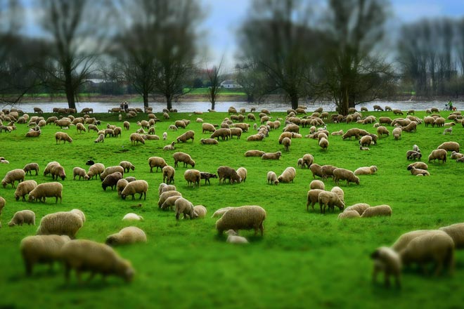 Perché si contano le pecore per dormire?