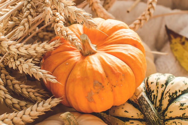 Zucca