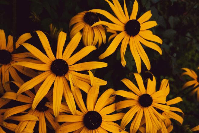 Black eyed susan