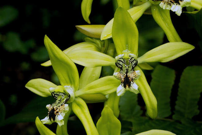 Green spider orchid